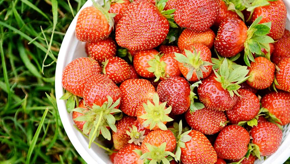 Florida Strawberries