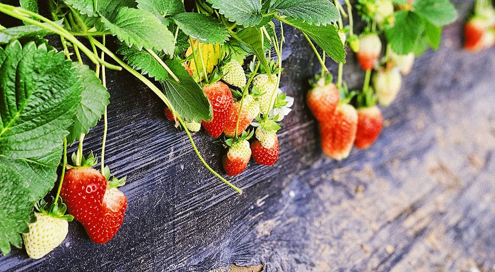Where to pick strawberries in North Florida.
