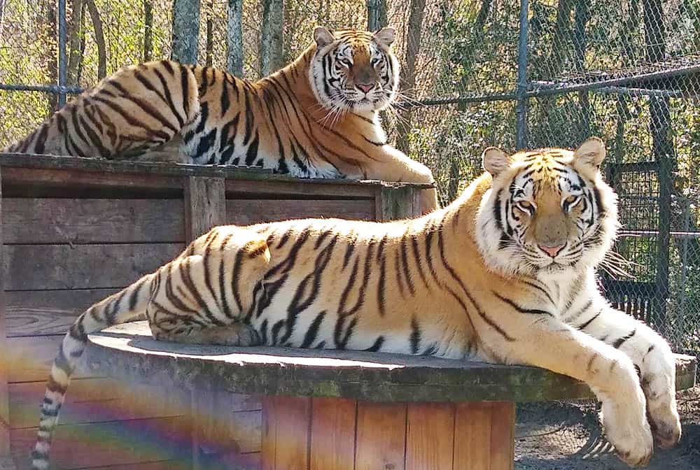 Family friendly First Coast activity: Catty Shack Ranch in Jacksonville, FL