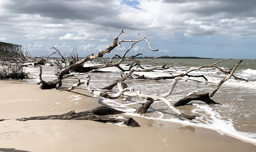 Driftwood Beach in Jacksonville