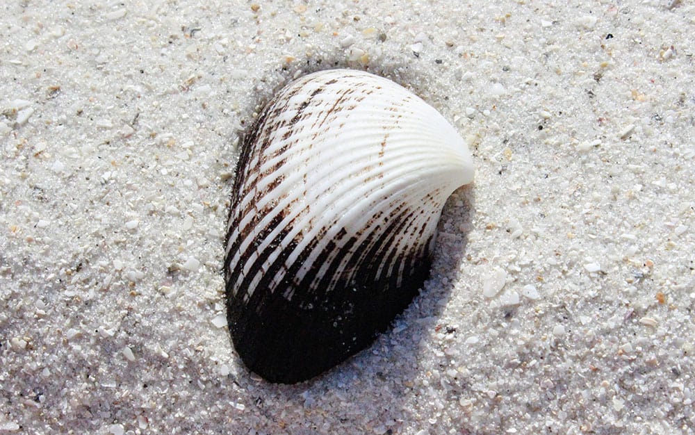Hunting for Shells in Jacksonville