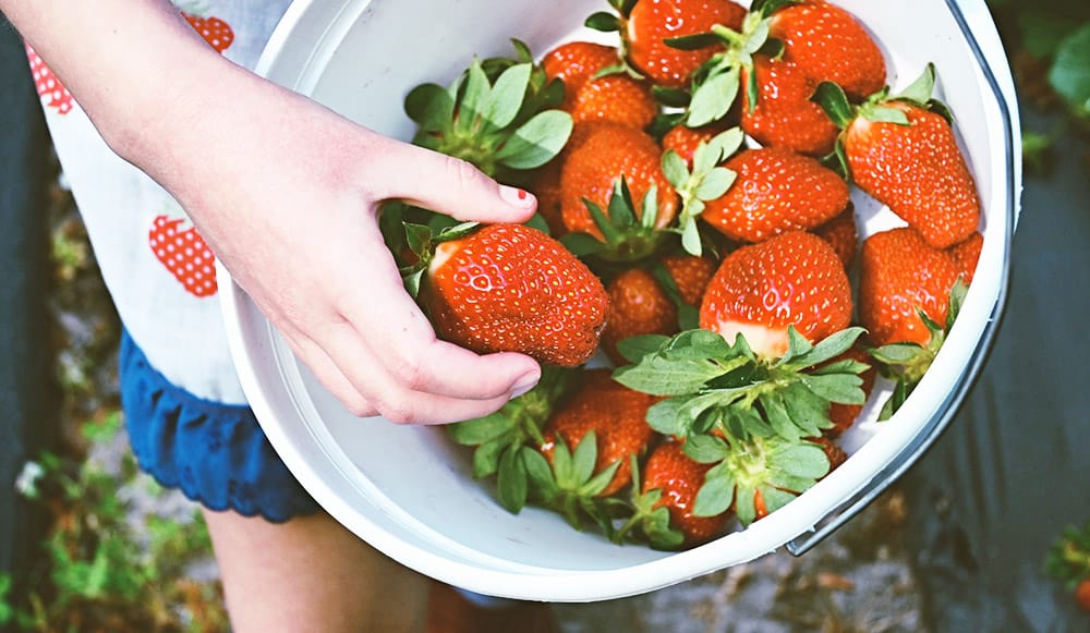 Upick Strawberries in Jacksonville