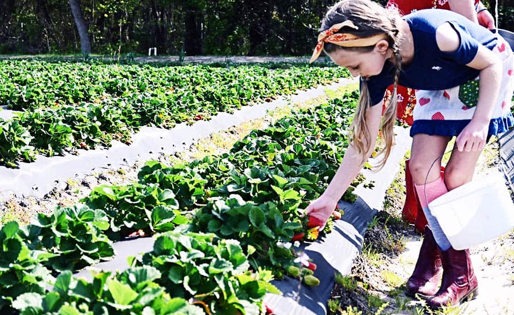 Jacksonville Berry Picking with Kids