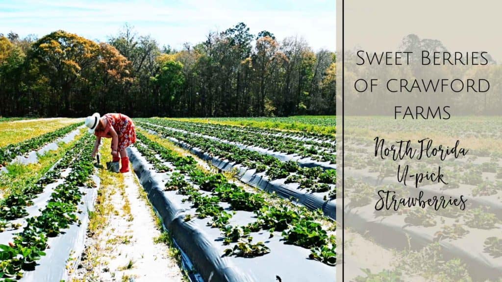 Sweet Berries of Crawford Farms - Strawberry Picking Near Jacksonville, FL