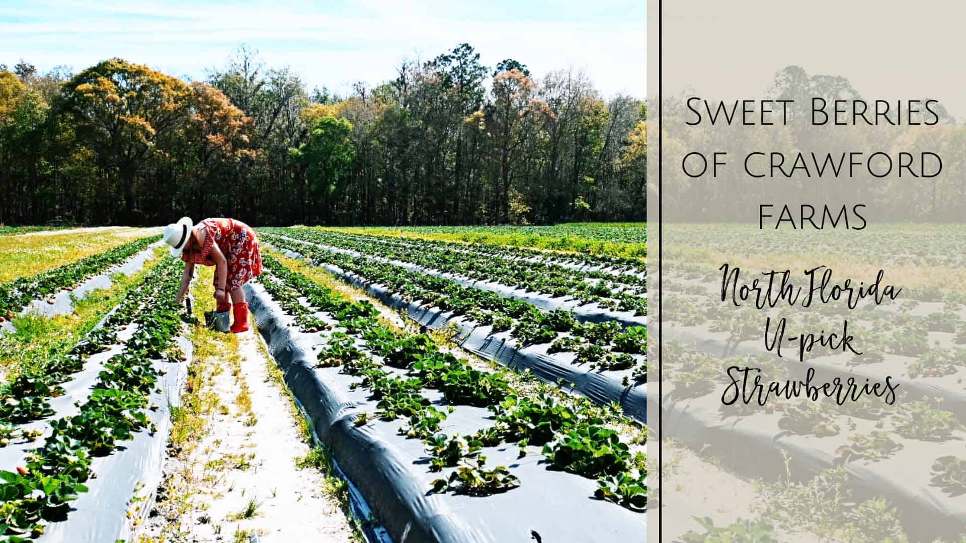 Sweet Berries of Crawford Farms UPick Strawberries in North Florida