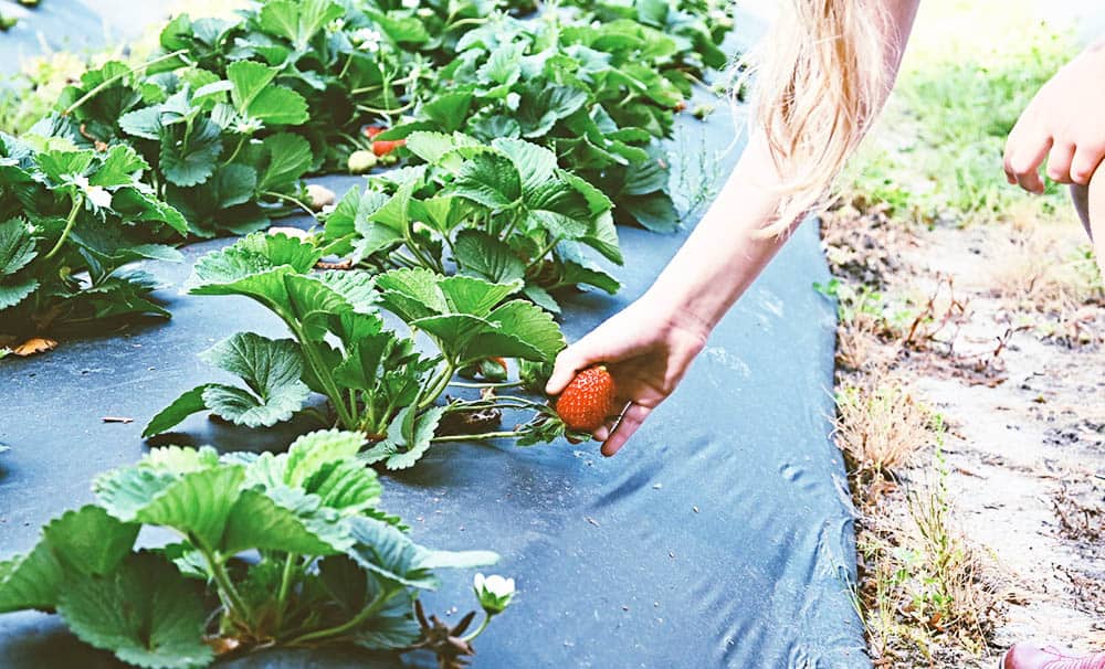 Sweet Berry Farms of Crawford 