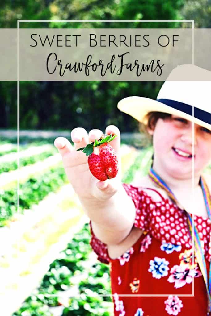 Sweet Berries of Crawford Farms UPick Strawberries in North Florida