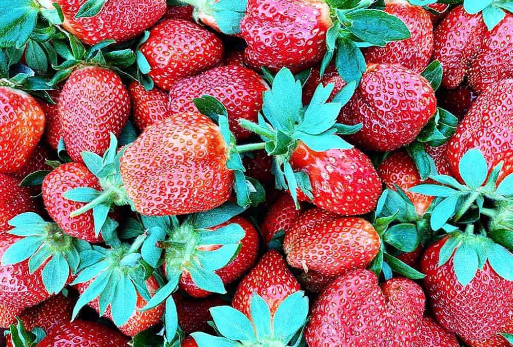 U-Pick Strawberry Farms in North Florida