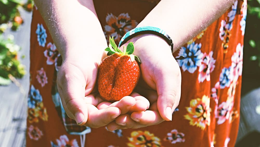 Picking Strawberries in North Florida 