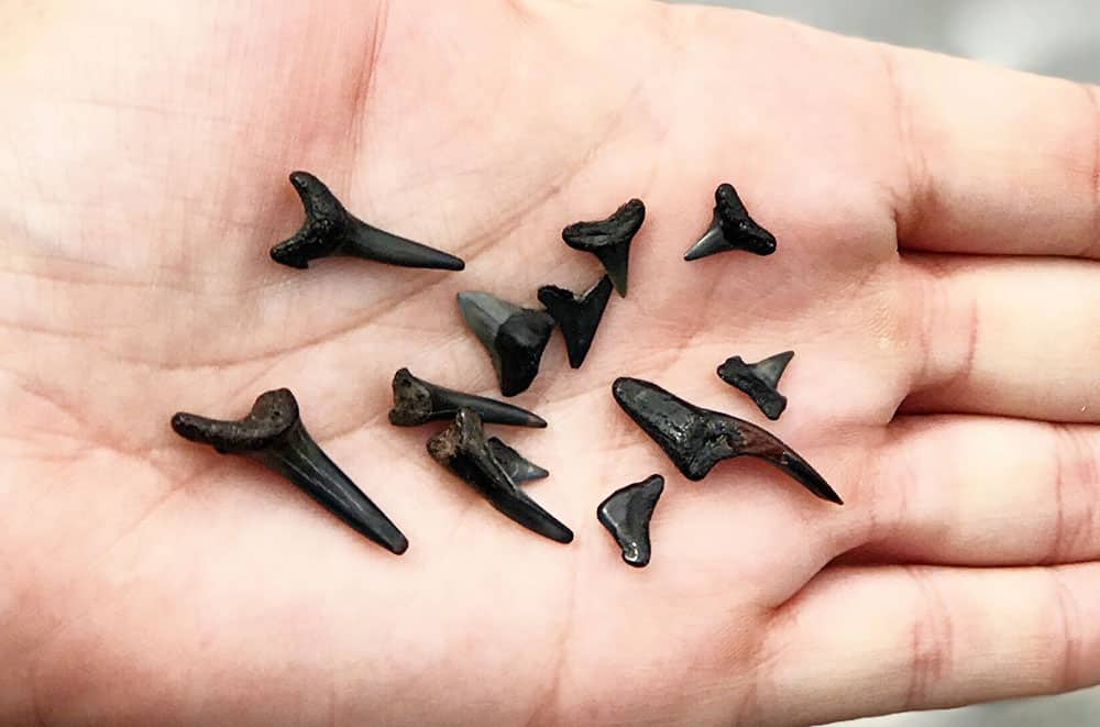 Where to find shark teeth at North Florida Beaches