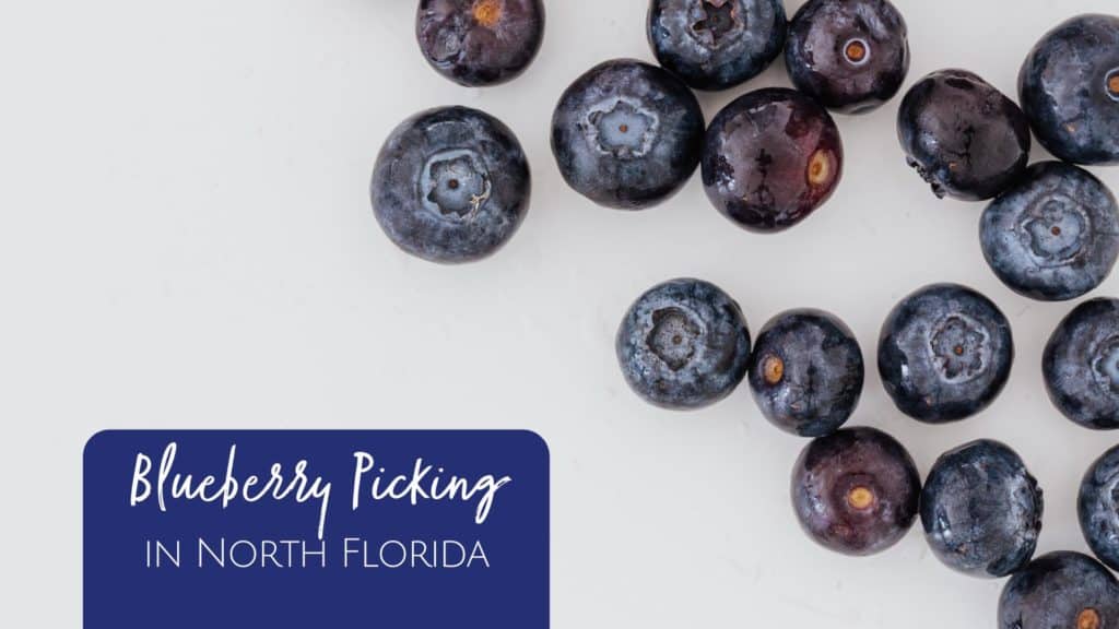 Where to go blueberry picking in Jacksonville, Florida