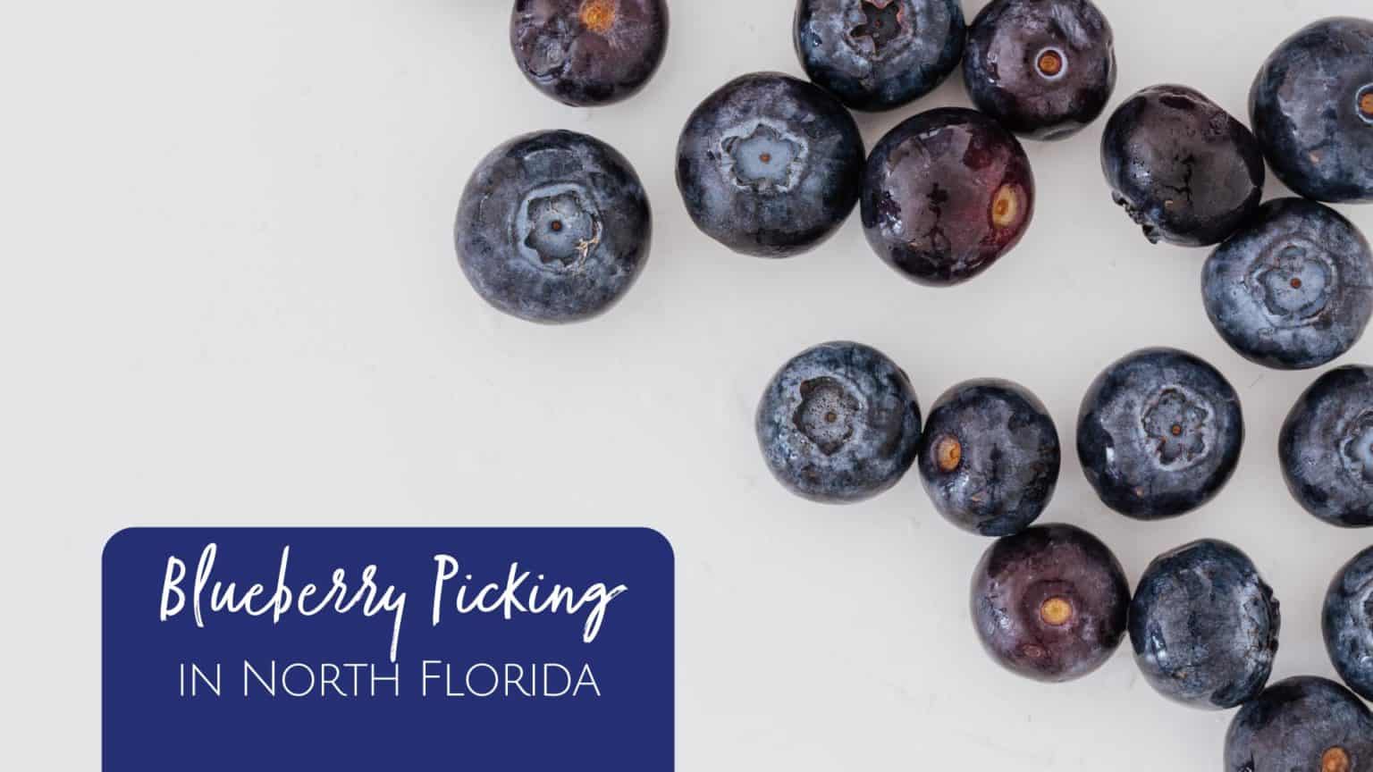 Blueberry Picking in North Florida 2023 Ultimate Guide Jacksonville