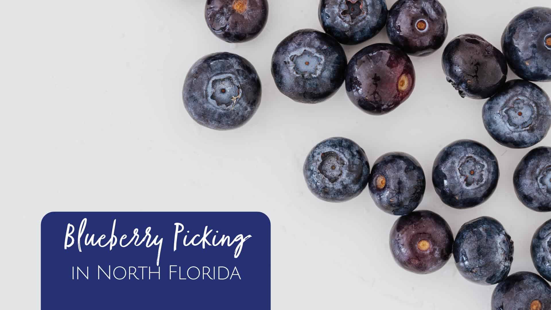 Blueberry Picking in North Florida 2023 Ultimate Guide Jacksonville