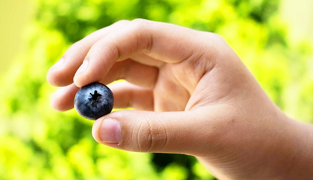 Blueberry Picking in North Florida