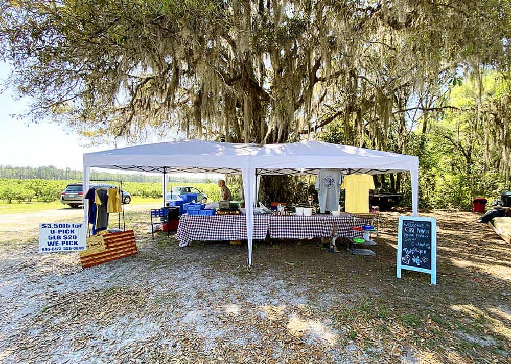 Clay Ranch Berry Farm Blueberry Picking near Jacksonville, FL