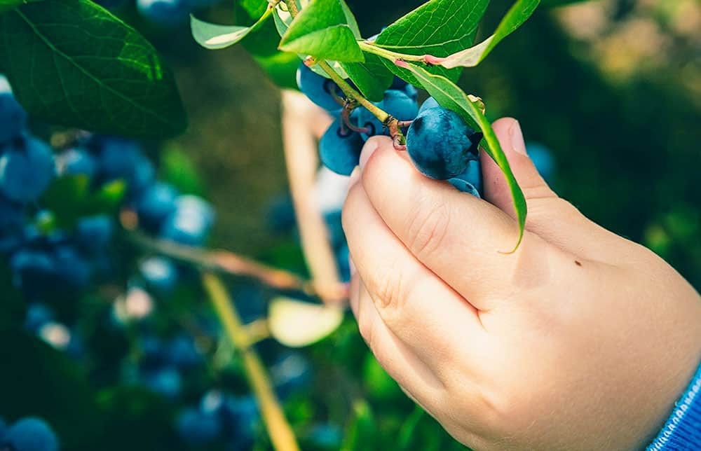 Blueberry Festivals in North Florida