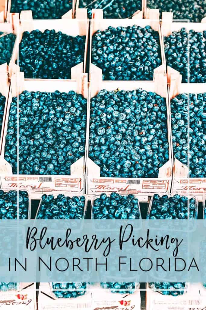 Blueberry Picking in North Florida 2024 Ultimate Guide Jacksonville