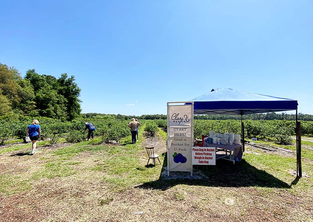 Clay Ranch Blueberry Farm