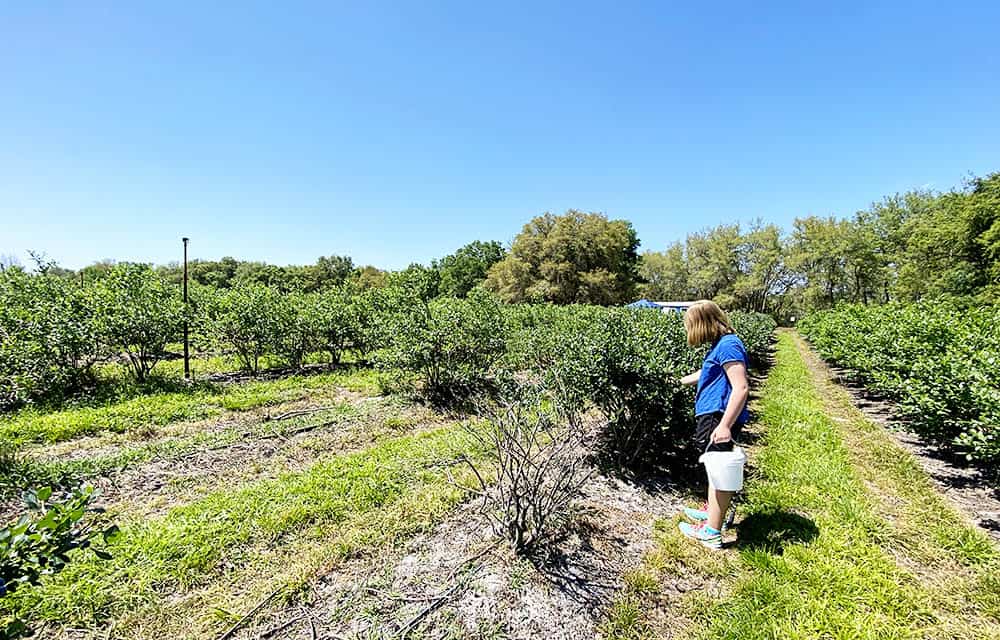 Picking blueberries in North Florida