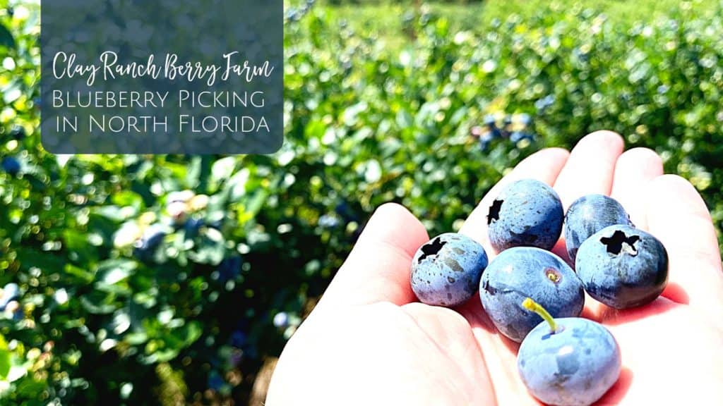 Clay Ranch Berry Farm blueberry picking in North Florida