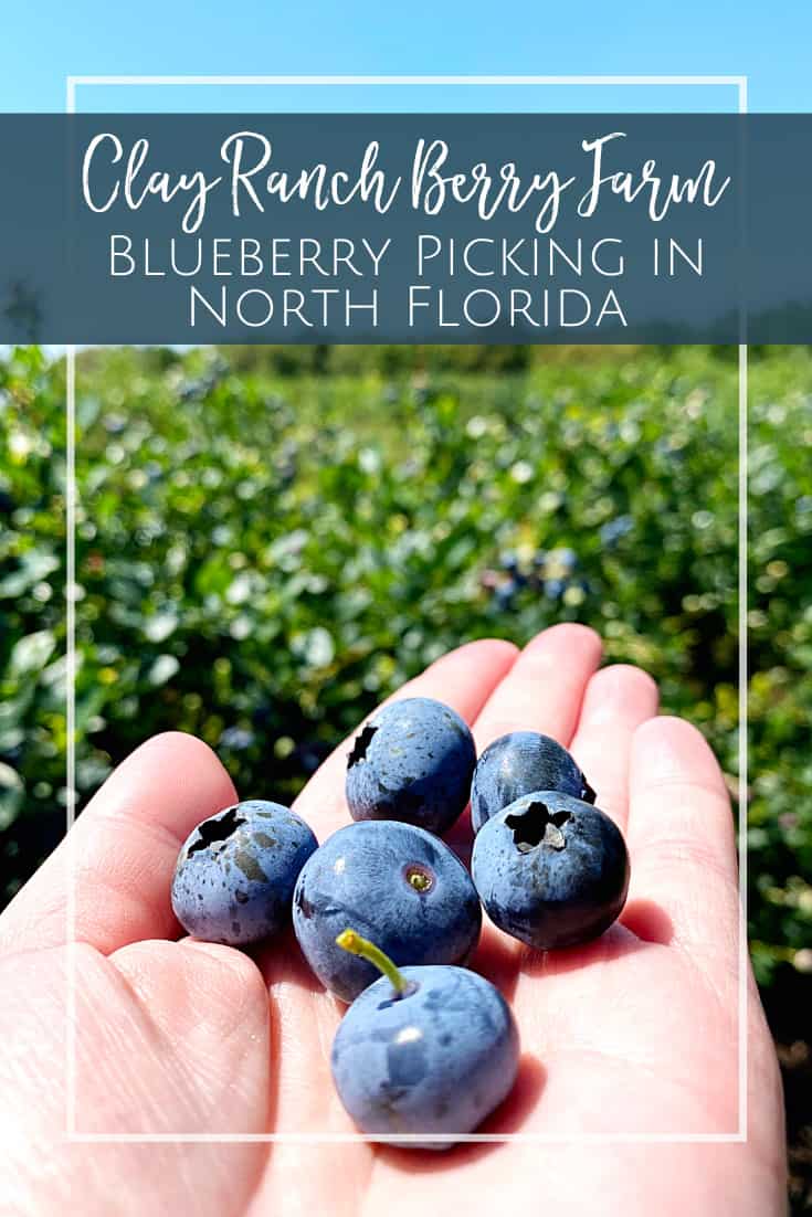 Blueberry Picking at Clay Ranch Berry Farm in North Florida
