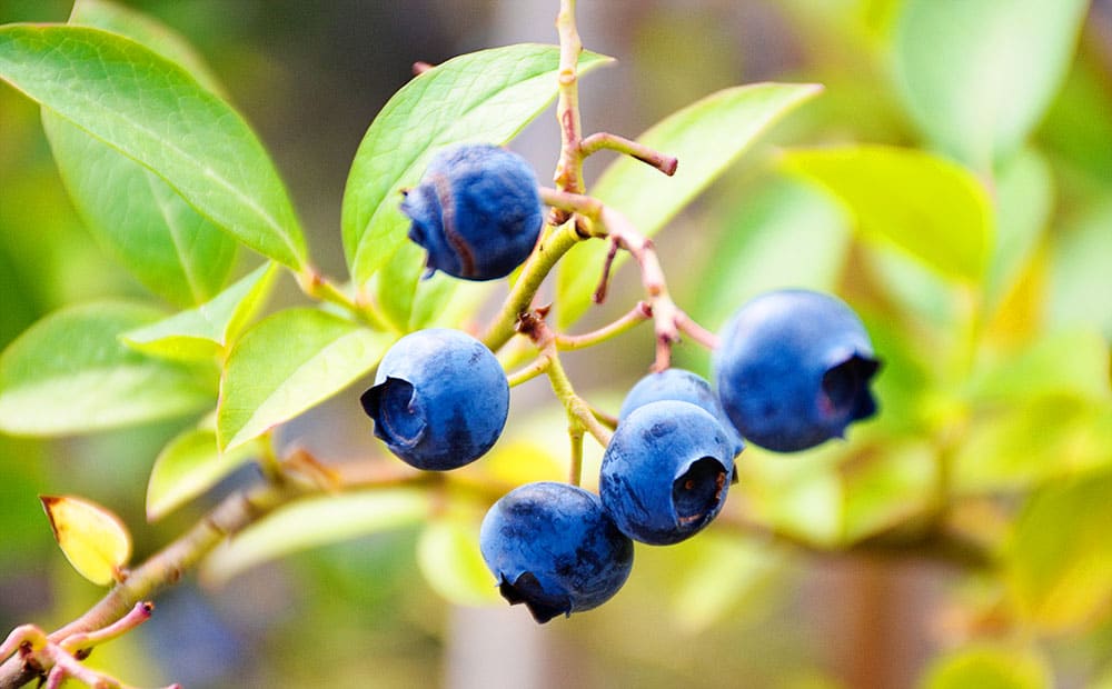 Where can I go blueberry picking near me?