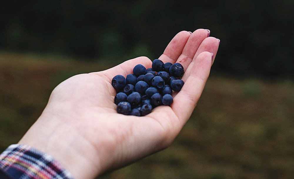 Ultimate Guide to Blueberry Picking in Jacksonville
