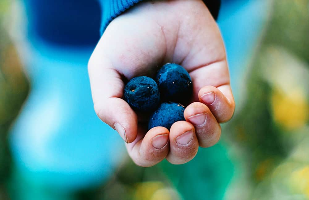 Favorite Blueberry Farms in Jacksonville