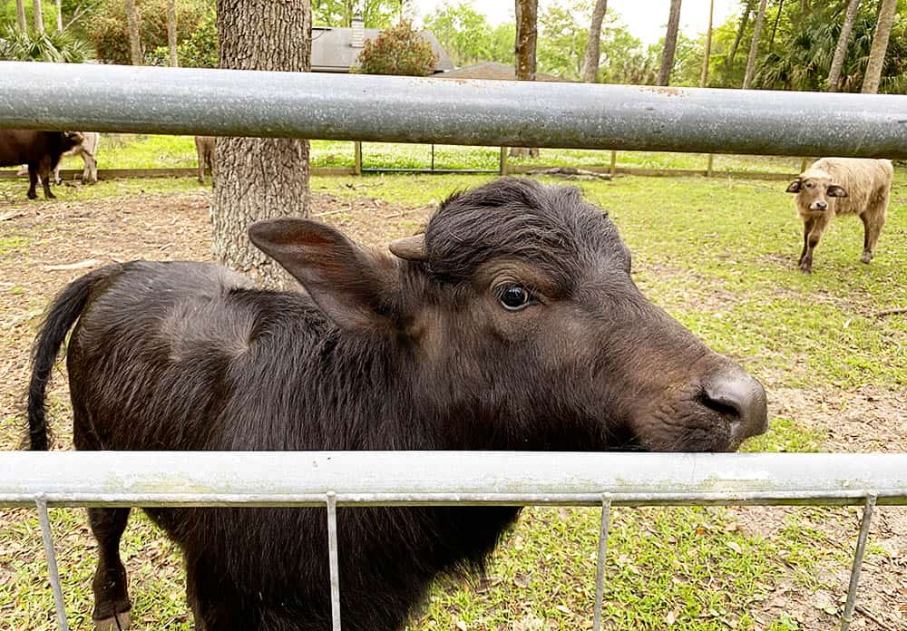 Backyard Buffalo Farm in Jacksonville, FL