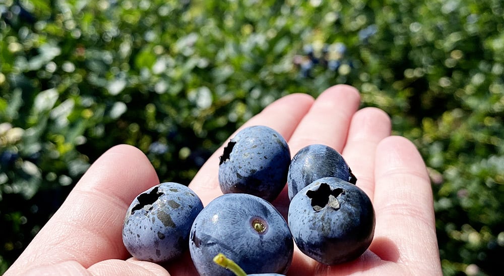 Jacksonville Blueberry Farms
