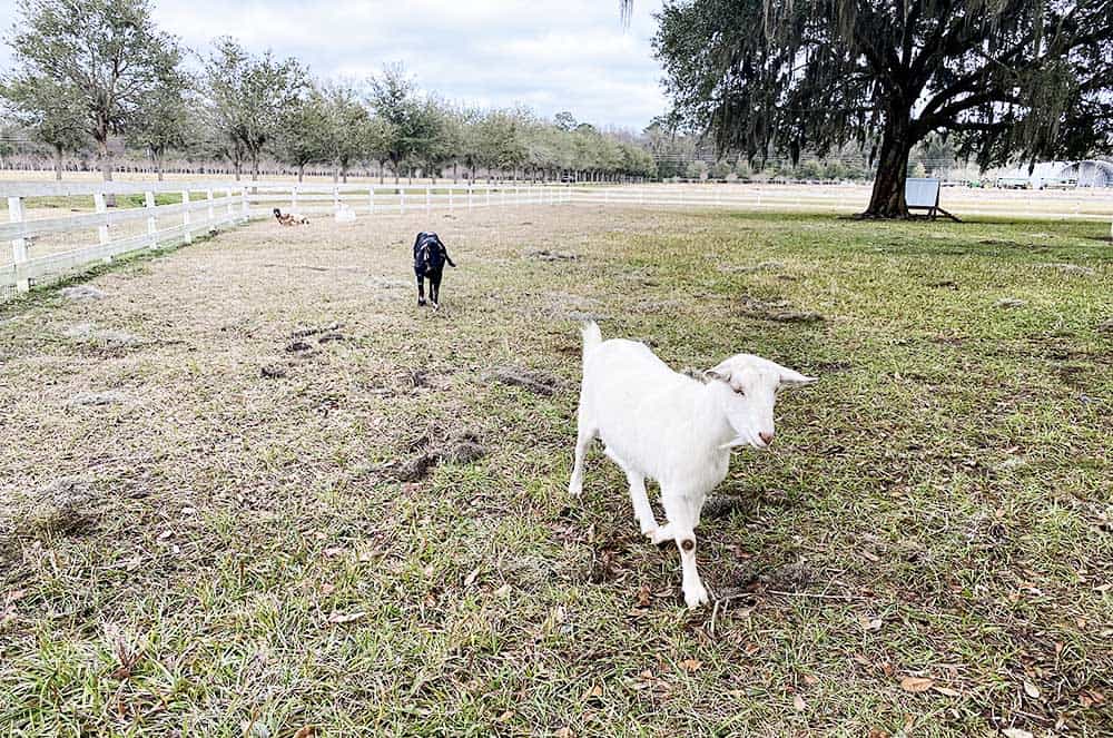 Congaree & Penn Farm in Jacksonville