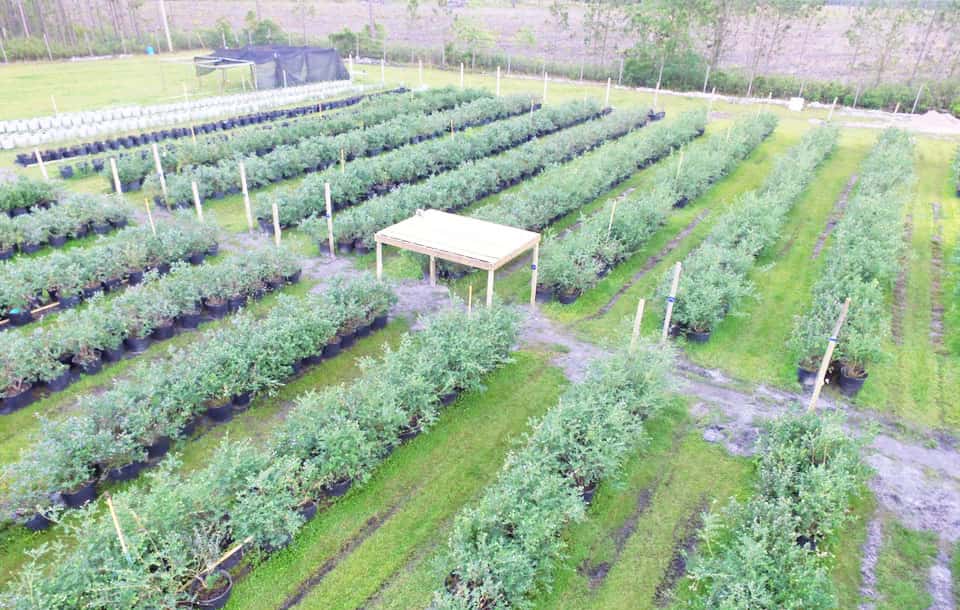 Farms in Jacksonville for Blueberries