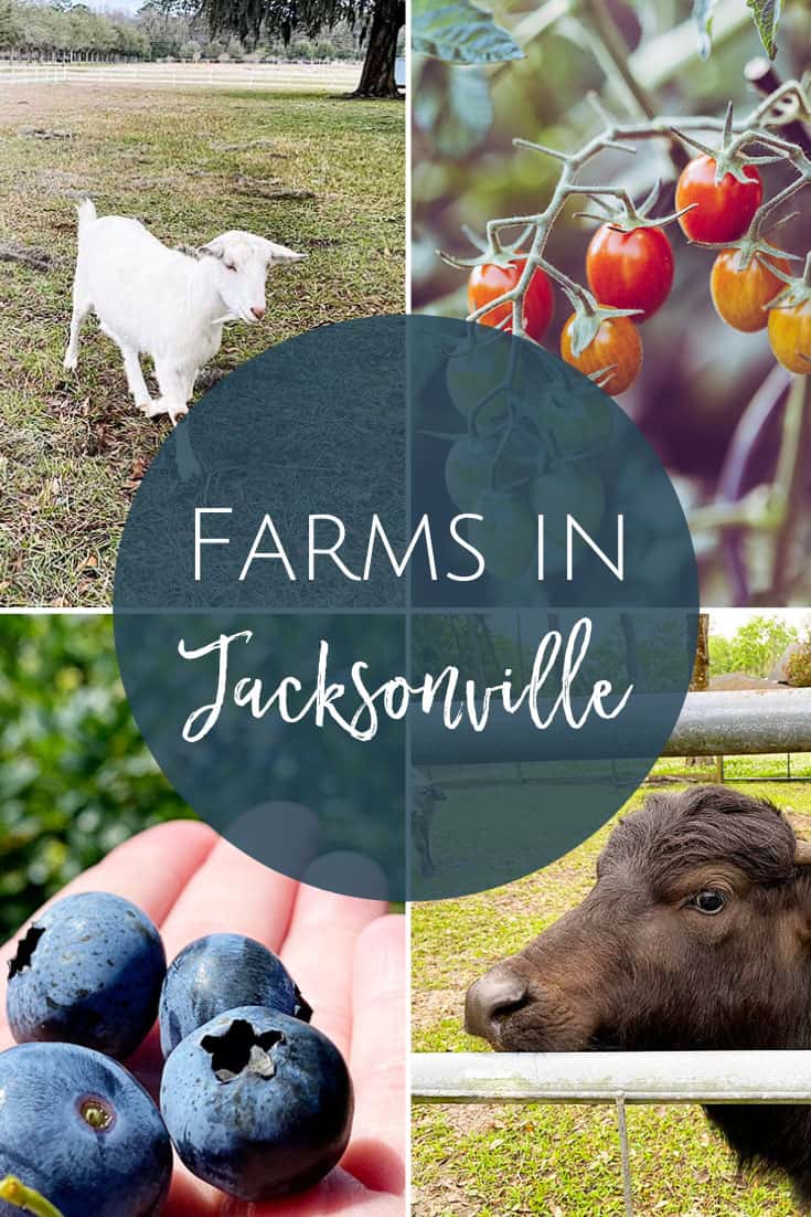 Jacksonville Farms for Kids and Families