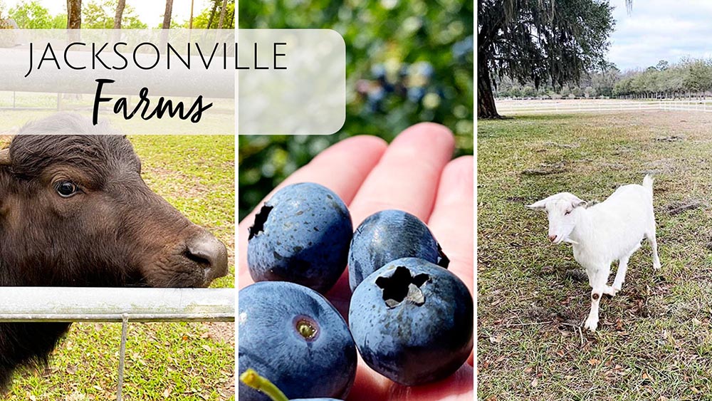 Farms in Jacksonville, FL