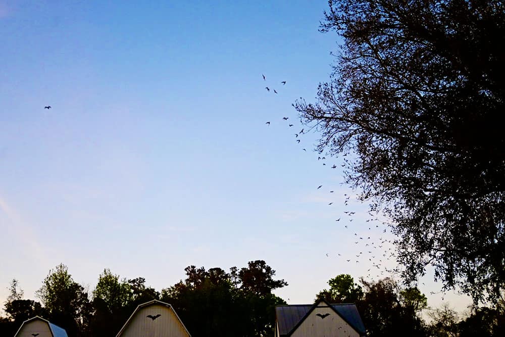 Gainesville Bat Houses