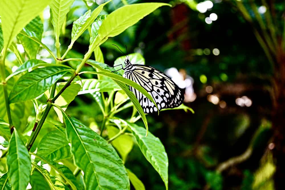 Gainesville Butterfly Exhibit