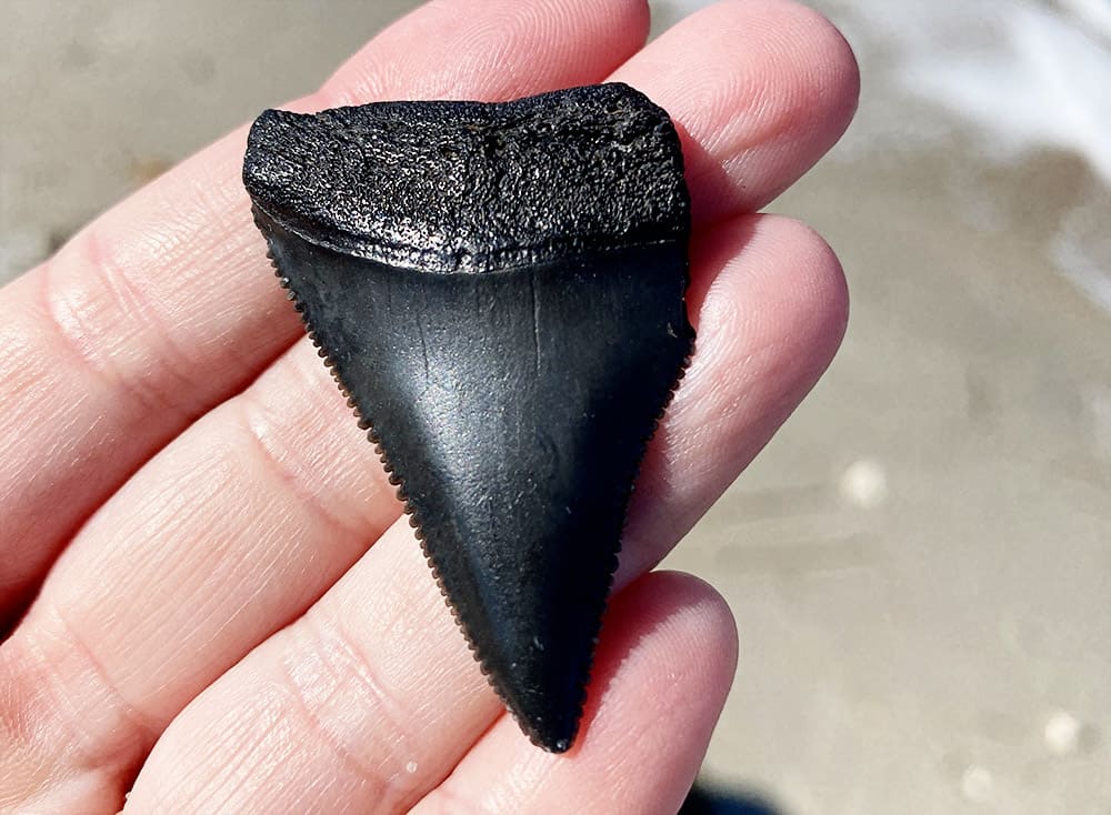Great White Tooth Found at Fort Clinch State Park