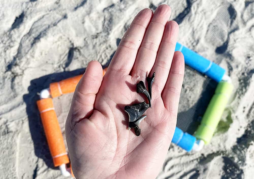 DIY Shark Tooth Sifter