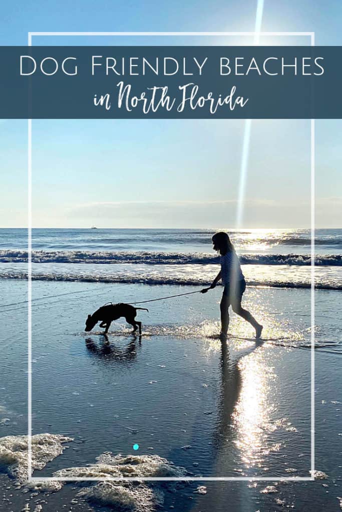 Ultimate Guide to Dog Friendly Beaches in Jacksonville Jacksonville