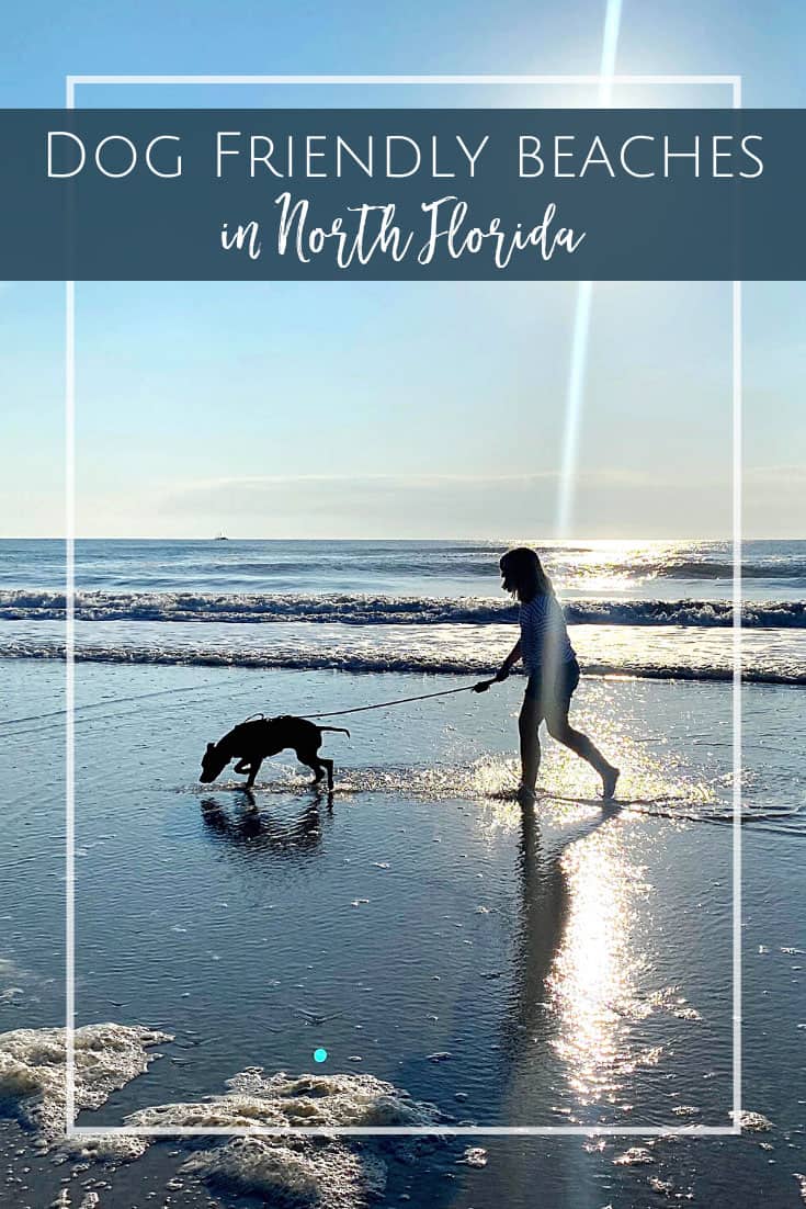 The Ultimate Guide to Dog Friendly Beaches in North Florida