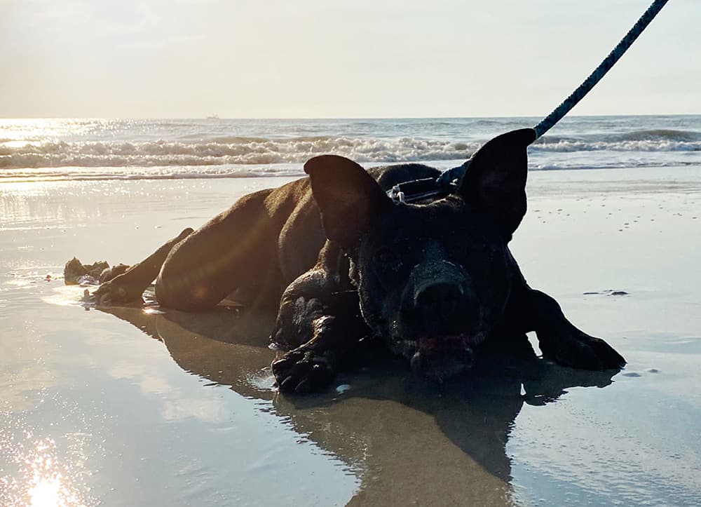 Beaches in Jacksonville where you can take your dog.