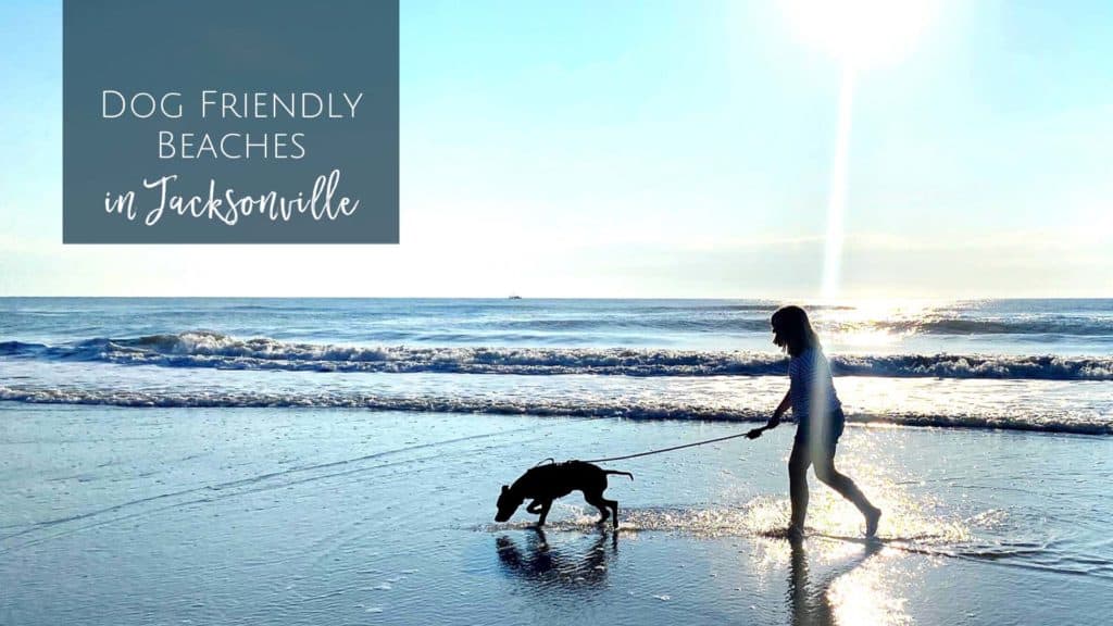 Dog Friendly Beaches in Jacksonville