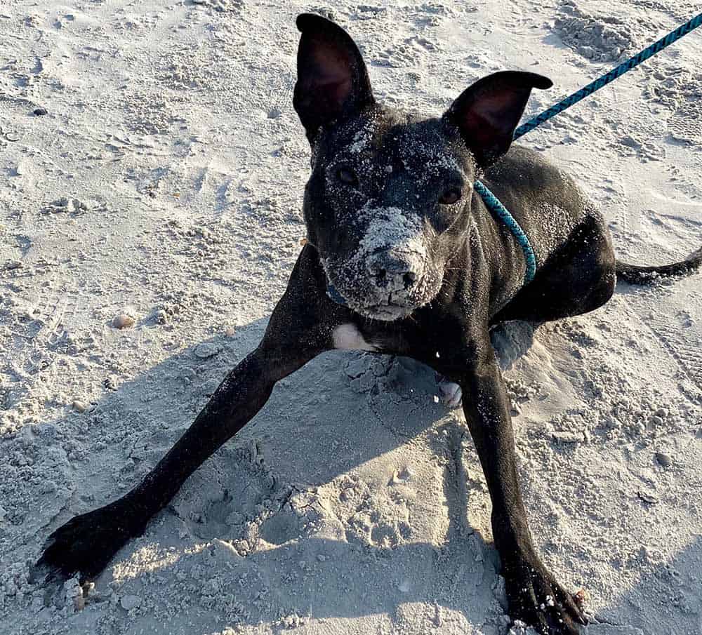 Where you can take your dog that loves the beach in Jacksonville.