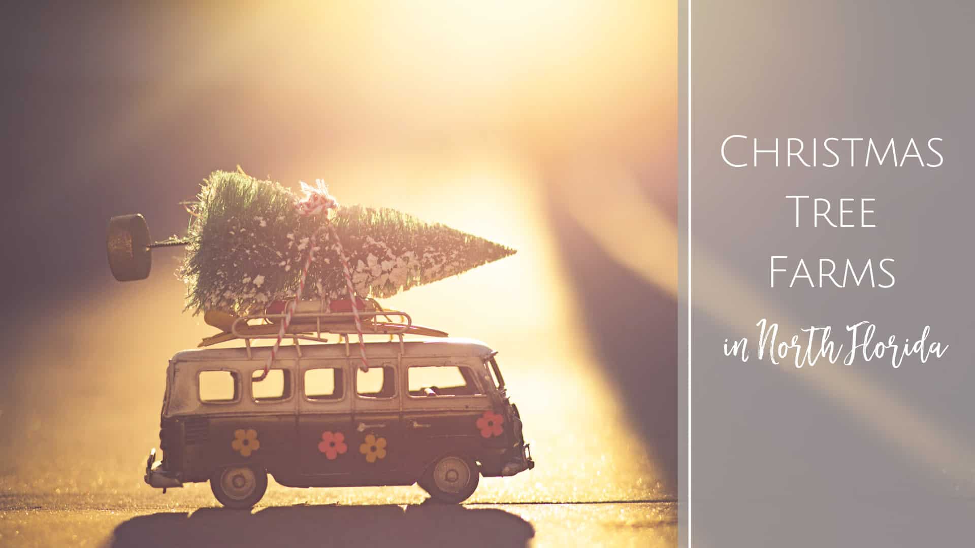 Find a Christmas Tree Farm in North Florida Jacksonville Beach Moms