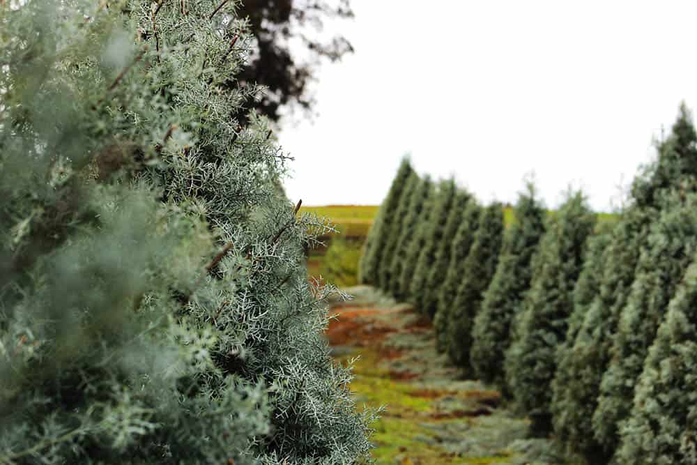 Christmas Tree Farms in Jacksonville, Florida