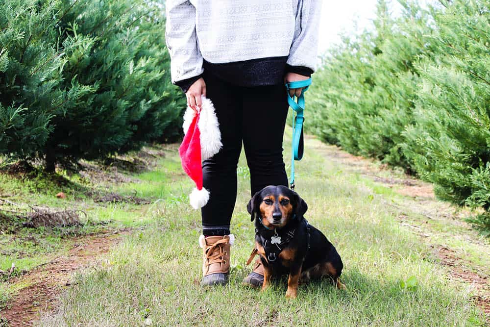 Where can I cut down my own Christmas Tree in North Florida.