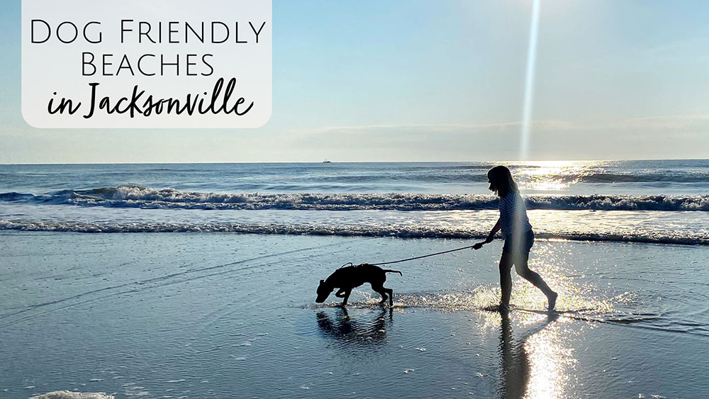 Dog Friendly Beaches in Jacksonville and Northeast Florida