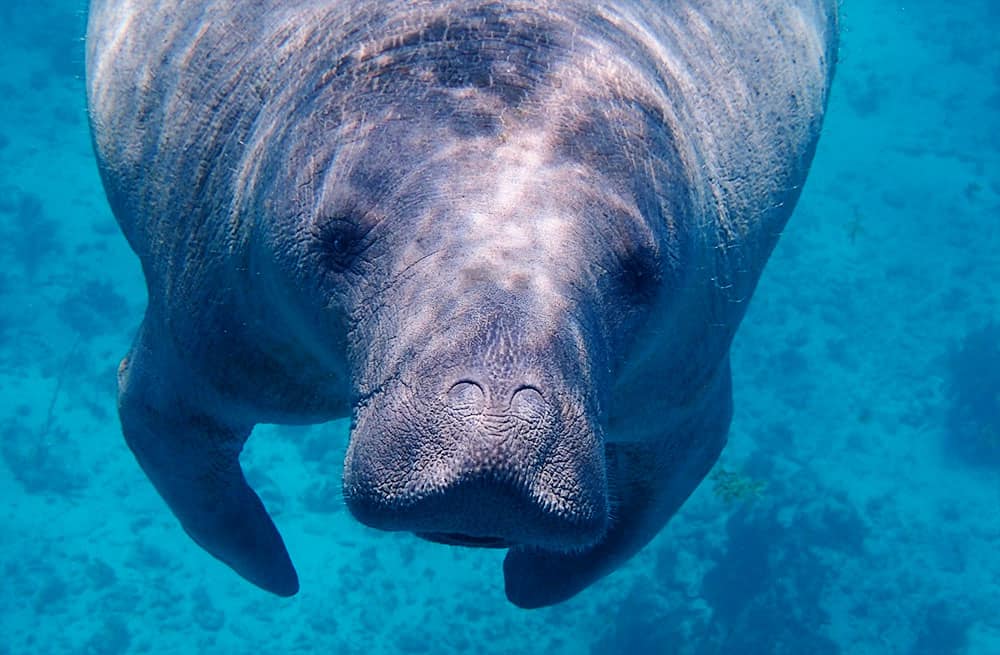 Where can I see manatees in Florida?