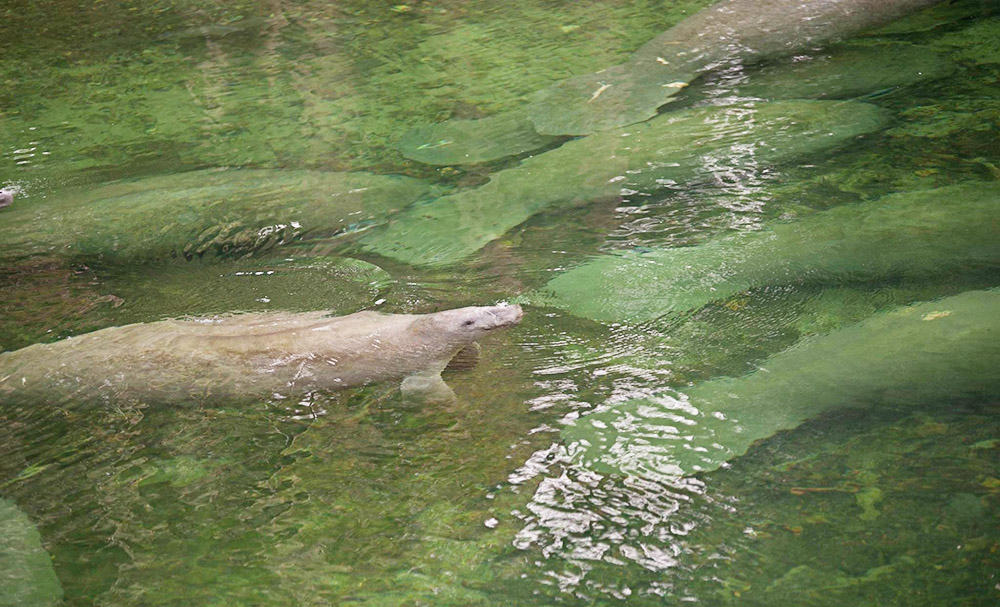 Manatee Day Trips from Jacksonville