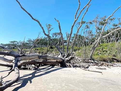 Boneyard Beach In Jacksonville, FL